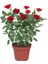 Minyatür Gül Fidanı Kırmızı 10-20 cm 1