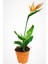 Starliçe Regina Cennet Kuşu (Strelitzia Reginae) 10-20 cm 1