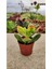 Crassula Ovata Para Çiçeği Fidanı Hummels Sunset 10-20 cm 1