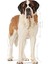 Giant Junior Dev Irk Yavru Köpek Maması 15 Kg 3
