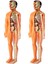 2x 3D Insan Vücudu Anatomisi Modeli Çocuk Plastik Dıy Iskelet Oyuncak Bilim Erken Öğrenme Yardımcıları Eğitici Oyuncaklar (Yurt Dışından) 1