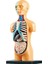3D Çıkarılabilir Anatomik Insan Torso Vücut Modeli Eğitim Oyuncak Insan Vücudu Yapısı Öğretimi Çocuk Çocuk Öğrenci Için (Yurt Dışından) 1