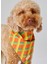 Turuncu Geometrik Desenli Köpek Bandana 2