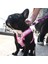 Ispet Donut Airmesh Pembe Köpek Göğüs Tasması 5
