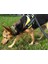 Yumuşak Süngerli Mesh Mor Köpek Boyun Tasması 4