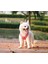 Bio-Based Pembe Köpek Tasma Seti 4