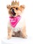 That's Hot! Pembe Köpek Bandana 2