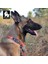 Durapup Turuncu Köpek Boyun Tasması 3