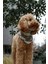 Krem Rengi Deri Detaylı Köpek Bandana 4
