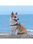 Ocean Mavi Köpek Göğüs Tasması 3