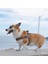 Blossom Kırmızı Köpek Göğüs Tasması 3