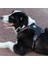 Cordura Kumaşlı Siyah Köpek Göğüs Tasması 4