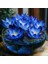 10 Adet Mavi Kase Lotus Çiçeği Tohumu Lotus Çiçeği Tohumu 1