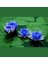 10 Adet Mavi Kase Lotus Çiçeği Tohumu Lotus Çiçeği Tohumu 3