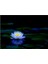 10 Adet Mavi Kase Lotus Çiçeği Tohumu Lotus Çiçeği Tohumu 4