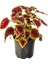 Kolyos Yaprak Güzeli Çiçeği Balkon Çiçeği 1 Adet Saksılı 10-20 cm 1