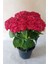Ortanca Fidanı Fidesi 10-20 cm Kırmızı 1