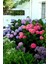 Ortanca Fidanı Fidesi 10-20 cm Kırmızı 2