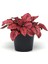 Hypoestes Phyllostachya Kırmızı Hostes Çiçeği 1