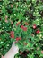 Dikenler Tacı Küçük Çiçekli Euphorbia Milli Kırmızı 10-20 cm 2