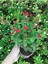 Dikenler Tacı Küçük Çiçekli Euphorbia Milli Kırmızı 10-20 cm 3