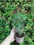 Dikenler Tacı Küçük Çiçekli Euphorbia Milli Kırmızı 10-20 cm 4