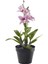 Yapay Bitki, Pembe, 12 Cm, Noble Dendrobium Pembe 1