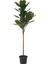 Yapay Bitki, Yeşil, 19 Cm, Pandora Kauçuğu Bitkisi, Iç/dış Mekan 1