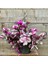 Nanouk Telgraf Çiçeği Pembe Telgraf Çiçeği Fidanı 10-20 cm 2