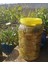 Karadeniz Üzüm Yaprağı Salamura 3 kg SINIRLI STOK 2