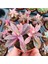 Pembe Aşkın Gözyaşı -Kalanchoe Pink Butterflies Çift Köklü 5.5cm Saksıda 1