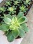 Aeonium Kiwi Sukulent 8.5cm Saksıda 1