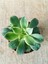 Aeonium Kiwi Sukulent 8.5cm Saksıda 2