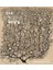 Beautiful Brain : The Drawings Of Santiago Ramon Y Cajal 1