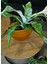 Cresta Seramik Oval Koyu Sarı Saksı 33*17*24CM 2