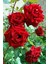 Kırmızı Sarmaşık Gül Fidanı 15-25 cm 1