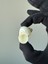 5 Adet Sedef Turbo / 3 - 5 cm 2