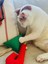 Pamuklu ve Doğa Dostu Kedi Oyuncağı Baston Şeker- Kedi Naneli 4
