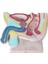 Erkek Pelvis Karın Boşluğu Anatomik Model Pelvis Anatomik Modeli 1
