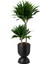 Dracaena Janet 2li 1