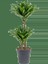 Dracaena Janet 2li 2