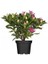 Beyaz Orman Gülü Rhododendron Cosmopolitan 40 60 cm Ithal Saksıda 1