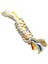 Eastland Diş Ipi Köpek Oyuncağı 24 cm 1
