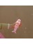 - Ocean Treasure Rose Deniz ve Havuz Dalış Oyuncakları 2