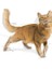 Fit 32 Yetişkin Kedi Maması 10 Kg 3