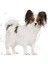 X-Small Adult Küçük Irk Yetişkin Köpek Maması 3 Kg 3