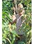 Organik Striped ’asparagus & Artichoke’ Elbise 4