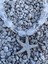 Royal Crystal White Sea Star Kolye 3