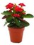 Dikenler Tacı Fidanı Fidesi 10-20 cm 1