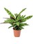 Calathea Lancifolia 'rattlesnake' - Dua Çiçeği Kaladya 10-20 cm 1